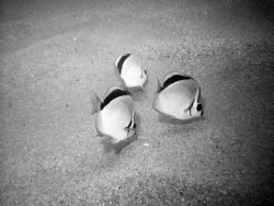 A cool picture in B&W of some butterfly fish. It was take... by Allyssa Arnold 
